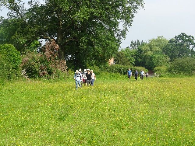 Wild flower meadow